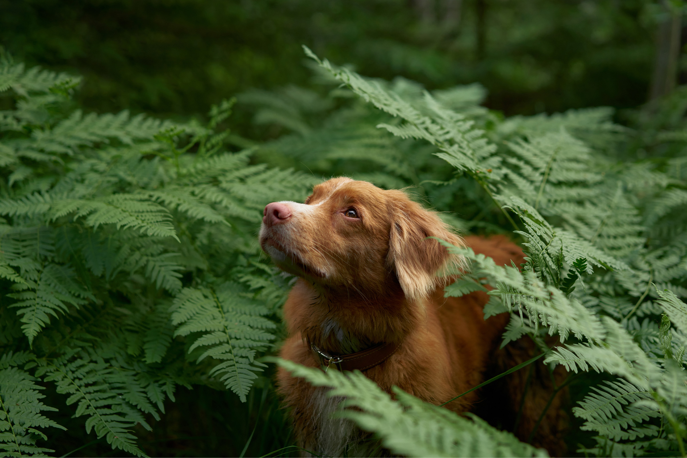 Dog in the woods