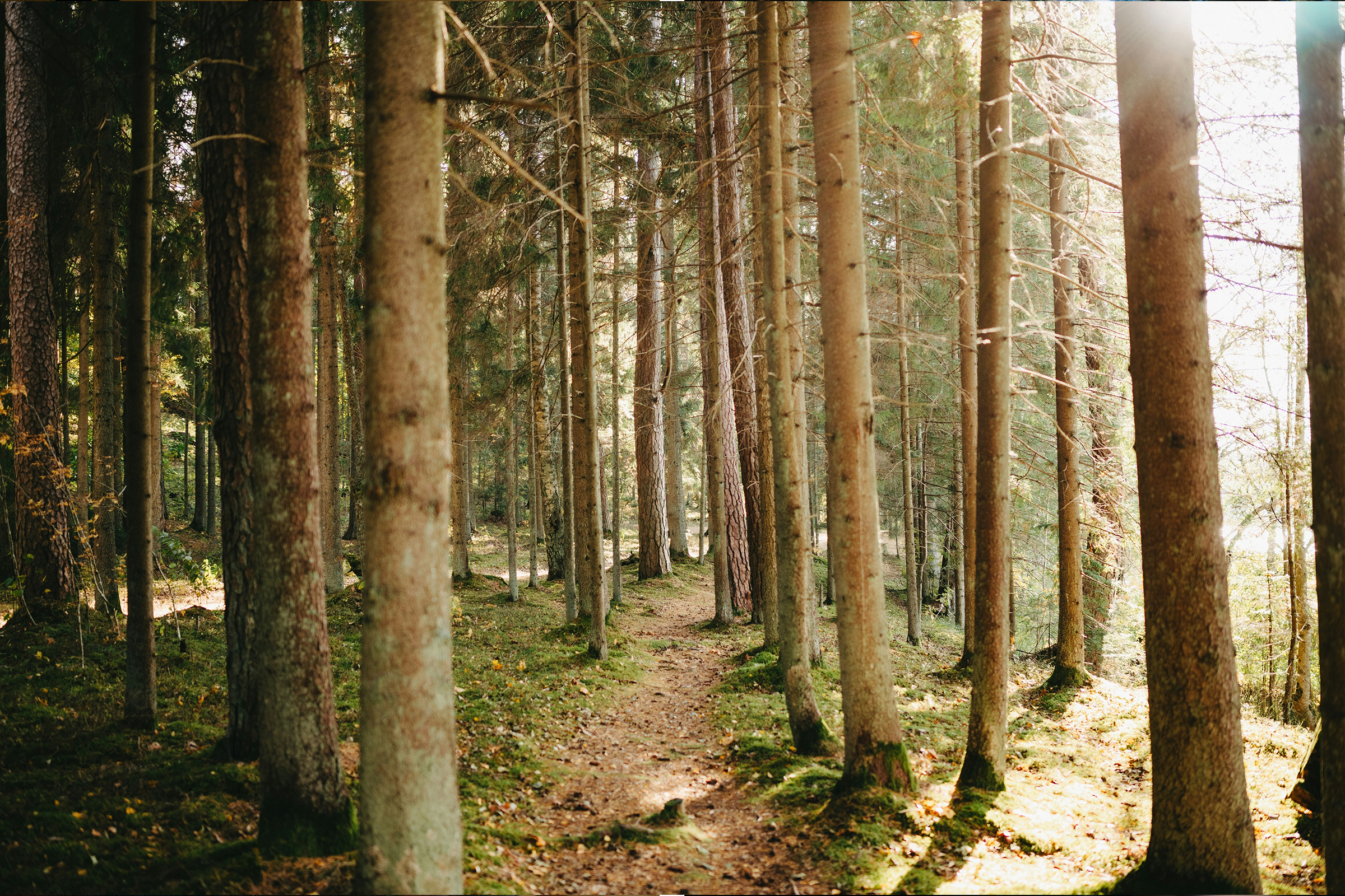 Woodlands